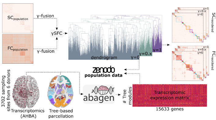 Open datasets and code for multi-scale relations on structure, function  and neuro-genetics in the human brain