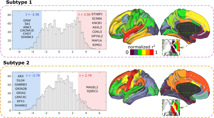 The neurogenetics of functional connectivity alterations in Autism: Insights from subtyping in 657 patients